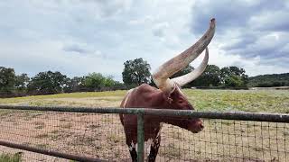 Texas Longhorns at Arbuckle Wilderness 2024 [upl. by Aneela]