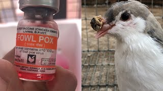 Fowl pox vacccination for pigeon [upl. by Girand]