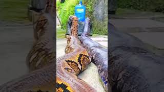 Unbelievable Snakes  By mundingaji Ig [upl. by Ees747]