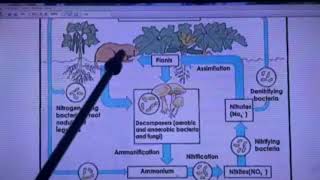 Bio geochemical Cycles [upl. by Robb]