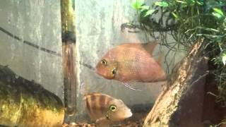 Thorichthys Helleri chacamax spawning [upl. by Delano244]