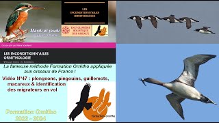 Oiseaux de France 47  Alcidae pingouins amp macareux et Gaviidae plongeons [upl. by Derzon]