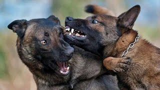 Malinois vs German Shepherd My dogs are playing 🐕‍🦺⚔🐕‍🦺😂 [upl. by Dick]