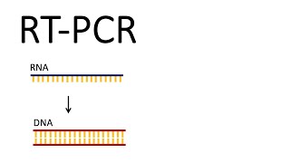 How we test for SARSCoV2  RTPCR Reverse Transcription PCR [upl. by Brennen798]