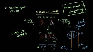 Gene Mapping  Principles of Inheritance  Biology  Khan Academy [upl. by Nauh]