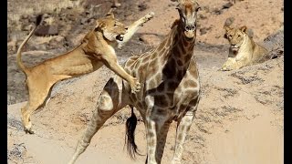 The Fight Between Lion And Giraffe  Part 2 [upl. by Ayetal]