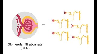 Estimating glomerular filtration rate GFR [upl. by Kcirdle]