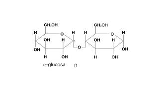 ENLACE GLUCOSÍDICO GLU GLU MALTOSA [upl. by Wahkuna789]