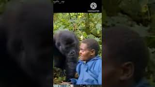 Chimpanzees attack 🦍 monkey shortvideo [upl. by Lizzie603]