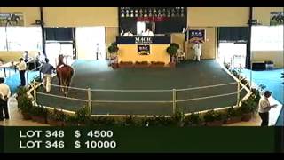 2012 Adelaide Yearling Sales Session 2 [upl. by Nue390]