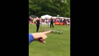 HampM dog display at calderstones park at bark in the park [upl. by Avot906]