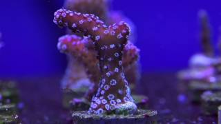 Eight Great Beginner SPS Corals [upl. by Reifinnej]