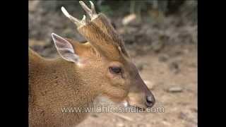 Indian muntjac or Barking Deer [upl. by Pacheco435]