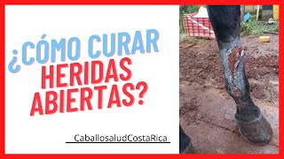 📌¿Cómo CURAR una HERIDA ABIERTA en un CABALLO📌 [upl. by Linis317]