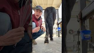 WHISK for grooming horses 🐴 Learning new grooming techniques from snow stuck to dogs [upl. by Oihsoy]