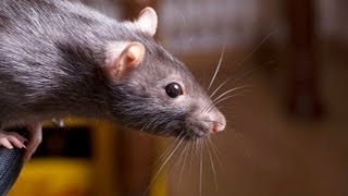 How to Keep a Rat Happy amp Healthy  Pet Rats [upl. by Euqinommod175]