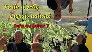 Comment avoir des TOMATES cette été Purin dortie engrais naturel 🍅 [upl. by Atiruam715]