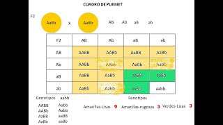 Tercera ley de Mendel explicación y ejercicios [upl. by Ahsias]