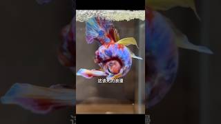 Betta fish breeding bettafishbreeding bettafish betta fish breedingbettafish [upl. by Nayk]