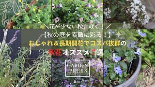 【秋の庭を彩る】長期開花＆コスパ抜群のおすすめ7品種｜花が少ない秋に咲く酷暑を乗り越え10月現在咲いている花ガーデニングVlog｜手間いらずの庭 [upl. by Suoirtemed663]