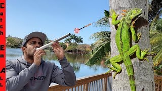 BLOW DARTS for IGUANA CATCHING Iguanas Falling from Trees in Cold Weather [upl. by Idelle]