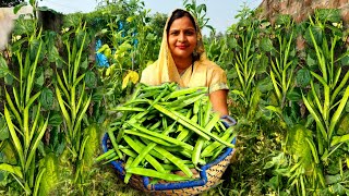 बाल्टी भर हरी हरी ग्वार की फली को तोड़कर बनाई स्वादिस्ट रेसिपी जिसको देखते ही सबका मन ललच गया😋 [upl. by Sokil719]