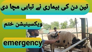 Diseases outbreak 3 din ki bymeriBEF TREATMENTDIAGNOSISPREVENTIONemergency in punjab [upl. by Alamat]