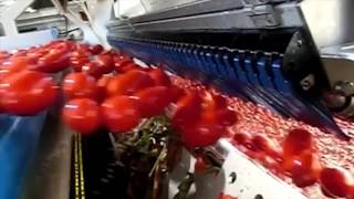 Tomato sorting machine Sentinel II  TOMRA Sorting [upl. by Avehsile386]