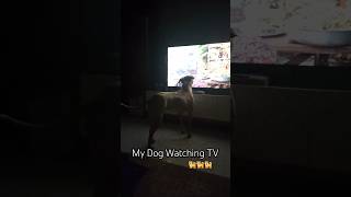 My Dog Watching TV [upl. by Amolap]