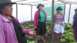 Producción de lechuga hidropónico Pampa Cangallo [upl. by Somisareg]