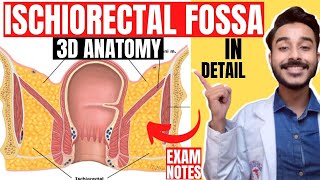 ischiorectal fossa anatomy 3d  anatomy of ischiorectal fossa boundaries  ischioanal fossa anatomy [upl. by Adolpho]