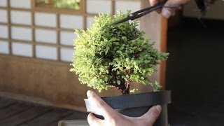 How to make a Bonsai tree from a starter kit [upl. by Ibbison]