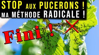 Éliminer les PUCERONS  Méthode Naturelle et RADICALE [upl. by Akkinahs]