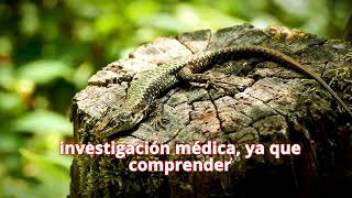 Diez curiosidades fascinantes sobre los geckos secretos de la naturaleza revelados [upl. by Akaya242]