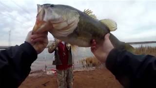 Catching Giant Bass w Golden Shiners 2 New PBs [upl. by Yesllek]