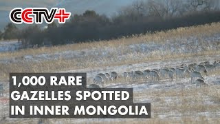 1000 Rare Gazelles Spotted Grazing on Border Forest Farm in Inner Mongolia [upl. by Nnyllatsyrc953]