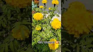 गेंदाMarigold SultanSingho6j shorts trending youtubeshorts marigold gardening flowers [upl. by Antony937]