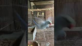 Blue ringneck Parrots shortsviral parrot parrotsofinstagram parrotlover [upl. by Restivo]