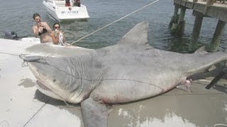 The 9 Biggest Sharks Ever Caught [upl. by Bac]