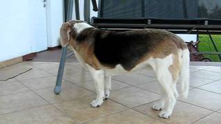 beagle epilepsy  Lafora disease 22042011 [upl. by Kelwunn406]