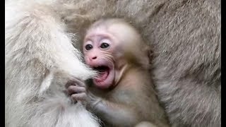 Baby monkey throwing a tantrum mom is eating [upl. by Ysnat736]