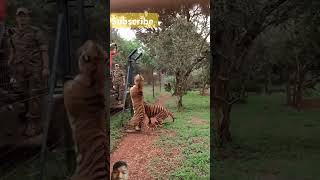 Tigers are entertaining tiger animals zoo [upl. by Godfrey907]