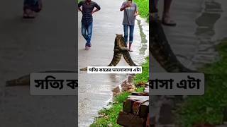 Poochho pyar kar Raha hai Insan pashu ban ja Raha haishots subscribe shortvideo shorts [upl. by Ettennaej]