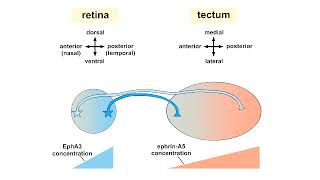 PoNMovie051Retinotopic Map [upl. by Aggappera434]