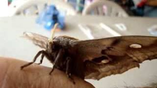 Giant Moth Female Antheraea Polyphemus [upl. by Chernow]