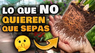 Los VIVEROS NO QUIEREN que SEPAS ESTO  3 SECRETOS para Cuidar tus PLANTAS Huerto Urbano Jardín [upl. by Ennaeiluj]