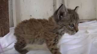 Chips the Baby Bobcat [upl. by Swihart910]