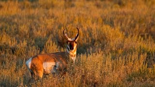 Pronghorn Experts in Speed and Sight [upl. by Gould]