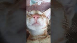 cat nose is Tesla sleepycat cat loverour cat cute kitten [upl. by Noivaz]