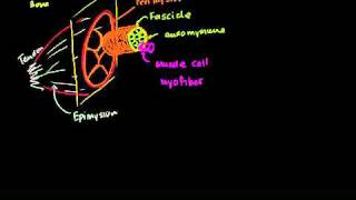 Anatomy of a muscle cell in Bangla [upl. by Ennail]